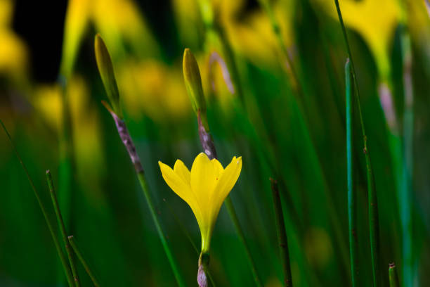 istock Yellow field flower 884447240