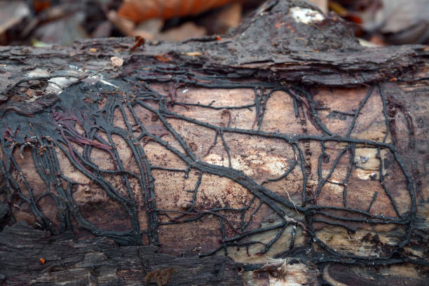 pudrición de la raíz setas de armillaria - fungus roots fotografías e imágenes de stock