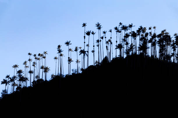 morning silhouette view of wax palms near the Los Nevados National Park near Salento, Colombia.