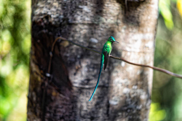 A brilliant emerald hummingbird at the Acaime hummingbird sanctuary on the outskirts of the Los Nevados National Park near Salento, Colombia.