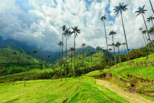 Cocora Valley Green pasture in the Cocora Valley near Salento, Colombia. colombia stock pictures, royalty-free photos & images