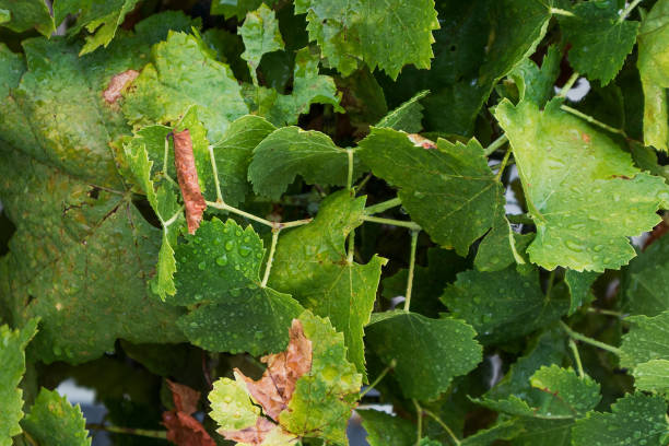 istock Vine leaves with drops of rain water. 884474872
