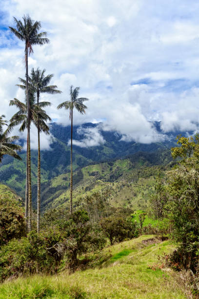 Jeep Trip Portrait view of Wax palms in cloudy valley in the mountains outside of Salento, Colombia. tolima stock pictures, royalty-free photos & images