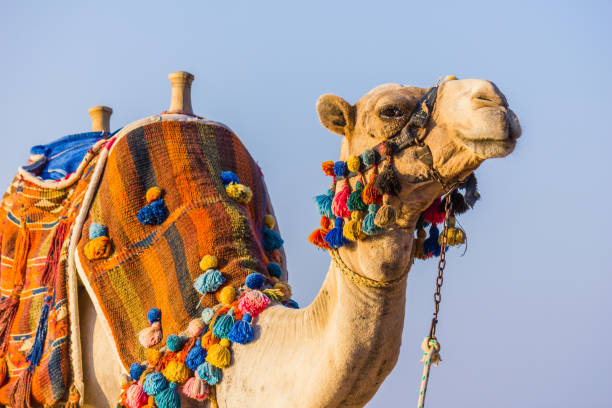 istock The muzzle of the African camel 884486700