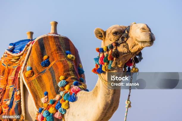 The Muzzle Of The African Camel Stock Photo - Download Image Now - Camel, Bedouin, Africa