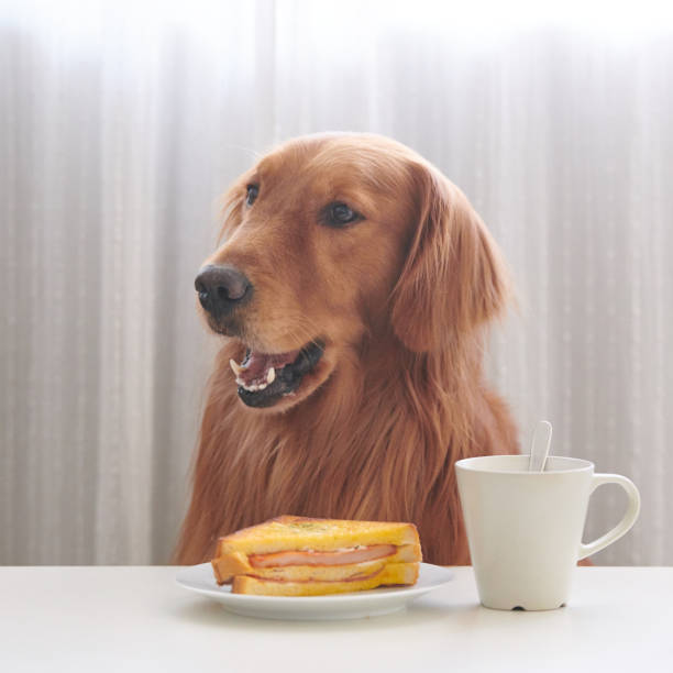 istock The golden Retriever is eating bread 884487240