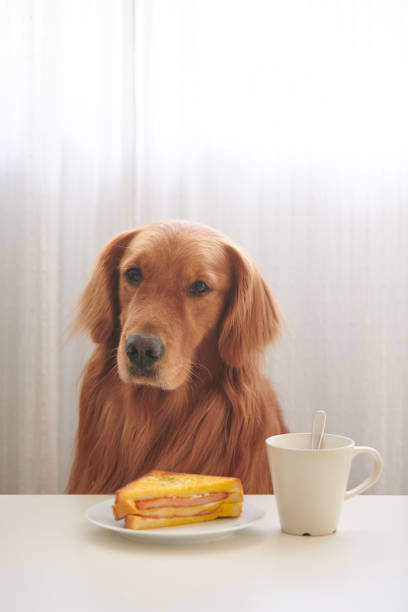 istock The golden Retriever is eating bread 884487242