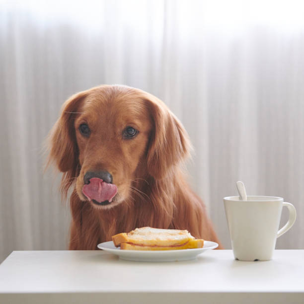 istock The golden Retriever is eating bread 884487292