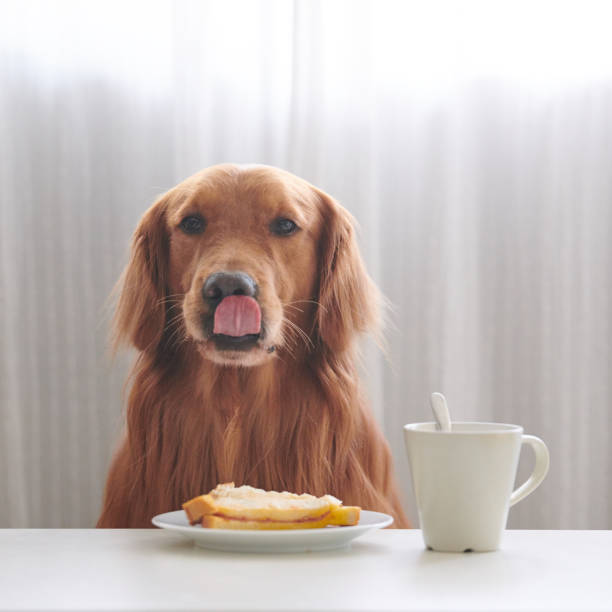 istock The golden Retriever is eating bread 884487302