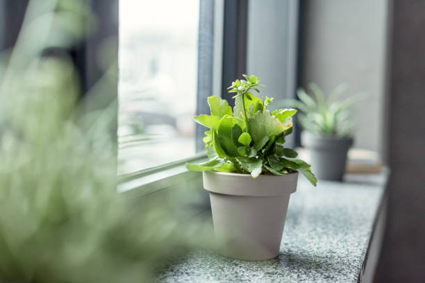 istock green plant in flowerpot 884492450