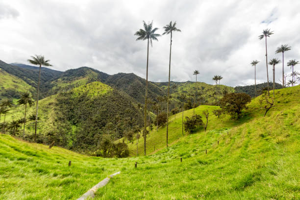 Jeep Trip Green pastures and wax palms in Tolima, Colombia. tolima stock pictures, royalty-free photos & images