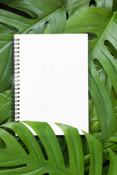 istock Tropical top view summer botanical concept still life white frame with monstera liana, vine, palm leaves flat lay layout 884495536
