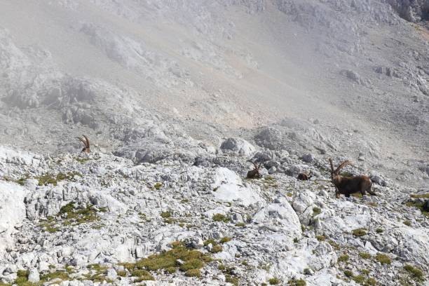 istock Herd of ibex relaxing 884496020