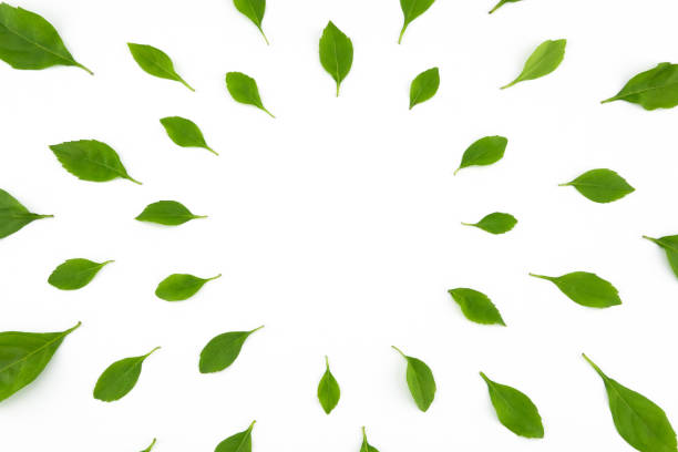 istock Green leaves on white background with round copy space 884499020