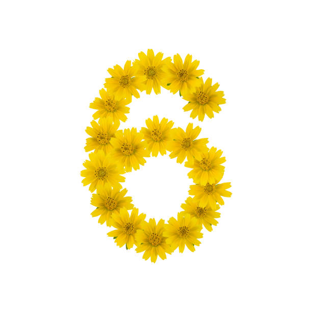 istock Number 6 made from yellow Wedelia flowers isolated on white 884499062