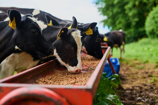 These cows eat only the best Cropped shot of a herd of cows feeding on a dairy farm beef cattle feeding stock pictures, royalty-free photos & images