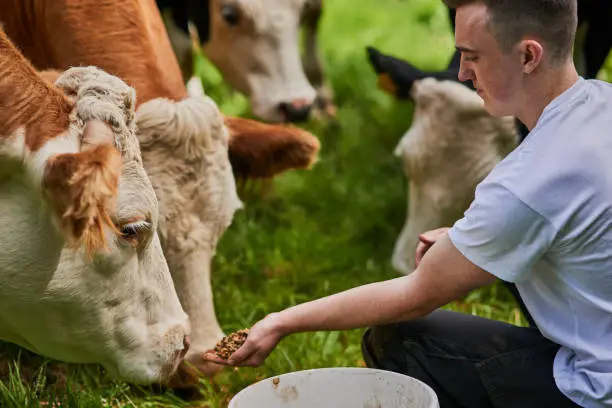 High angle shot of a young male farmer feeding the cows on his dairy farm
