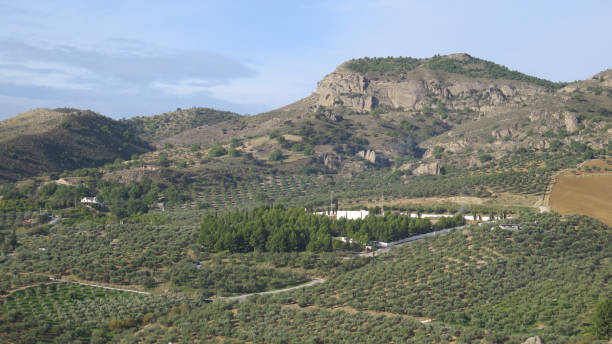 istock Alora cemetary in middle of olive groves 884502064