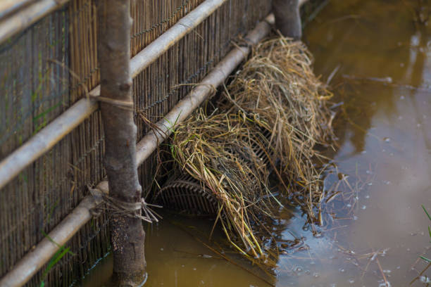 istock Fish trap in rice paddies 884505406