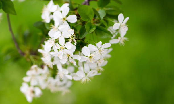istock Beautiful flowers on a tree in the nature 884515710