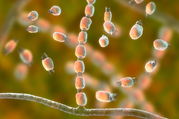 fungi coccidioidi immite - soil saprophyte foto e immagini stock