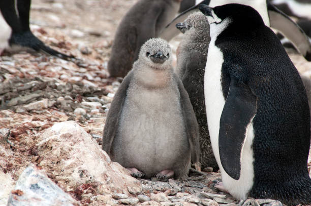 istock Colony scenes, chinstrap penguin with fledglings 884521428