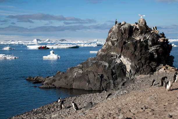 ポーレット島、ビーチの上を歩くアデリー ペンギン - penguin walking water adult ストックフォトと画像