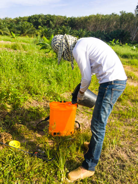 The gardener are mixing herbicide to prepare for spraying weeds around the young palm trees. The gardener are mixing herbicide to prepare for spraying weeds around the young palm trees. backpack sprayer stock pictures, royalty-free photos & images