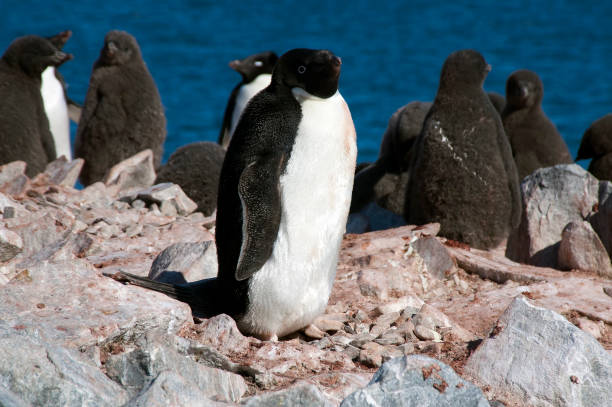 istock Adelie penguin colony 884524874