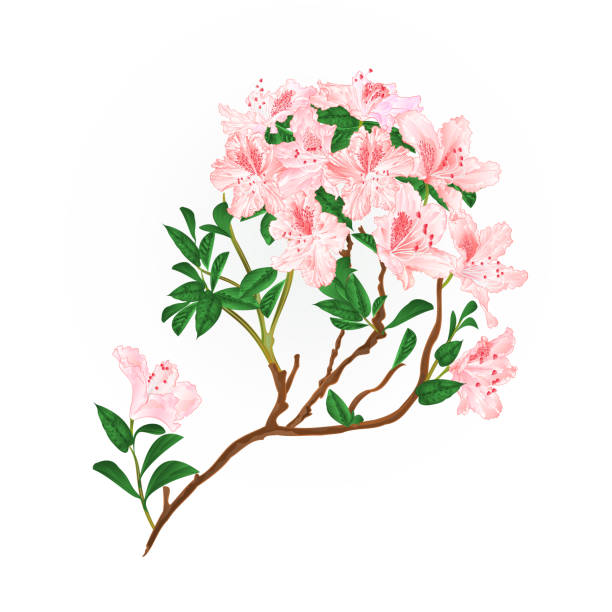 leichte rosa rhododendron filiale berg strauch vintage vektor-illustration bearbeitet werden - azalea stock-grafiken, -clipart, -cartoons und -symbole