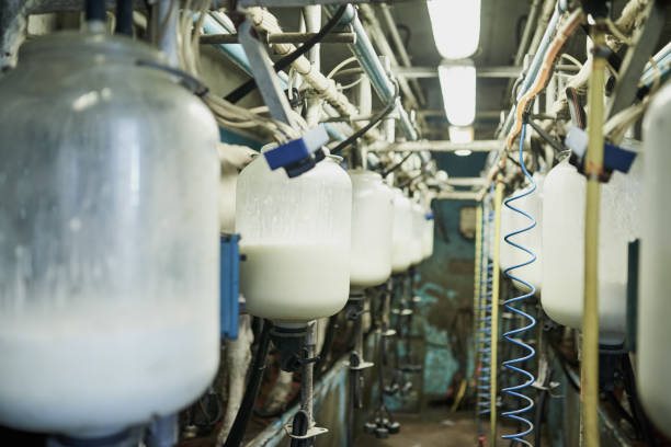 Precious produce Cropped shot of milk bottles being filled in a dairy milking unit stock pictures, royalty-free photos & images