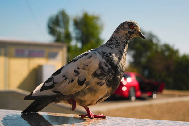 istock Pigeon stands on one leg on a blurred background 884557690