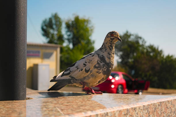istock Pigeon stands on one leg on a blurred background 884557692