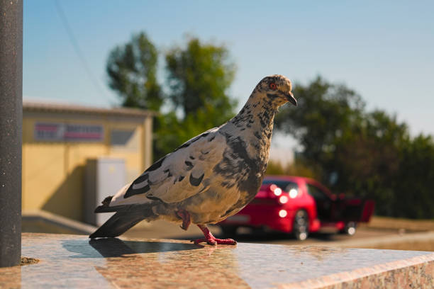 istock Pigeon stands on one leg on a blurred background 884560602