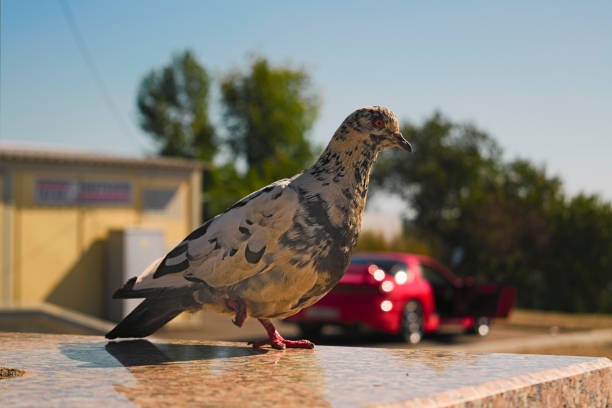 istock Pigeon stands on one leg on a blurred background 884560604