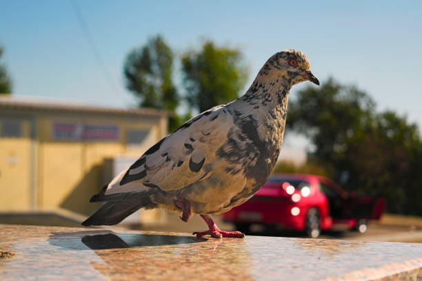 istock Pigeon stands on one leg on a blurred background 884560608