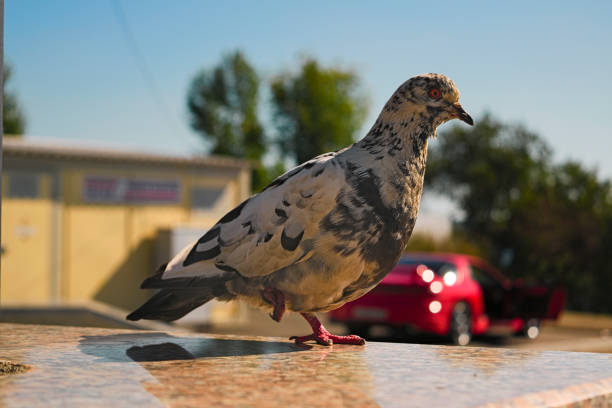 istock Pigeon stands on one leg on a blurred background 884560610