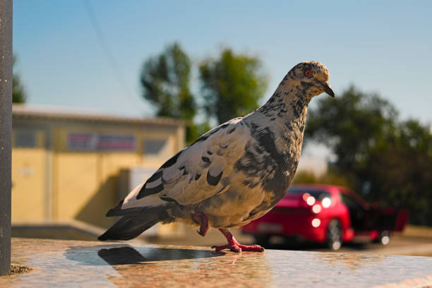 istock Pigeon stands on one leg on a blurred background 884560616