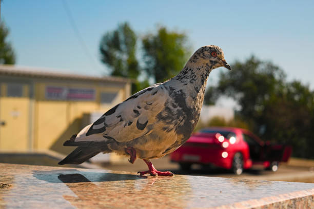 istock Pigeon stands on one leg on a blurred background 884560620
