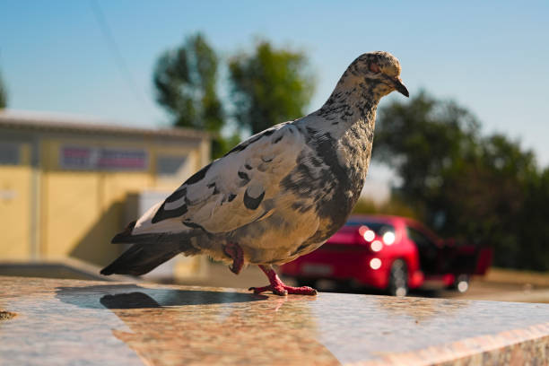 istock Pigeon stands on one leg on a blurred background 884560624