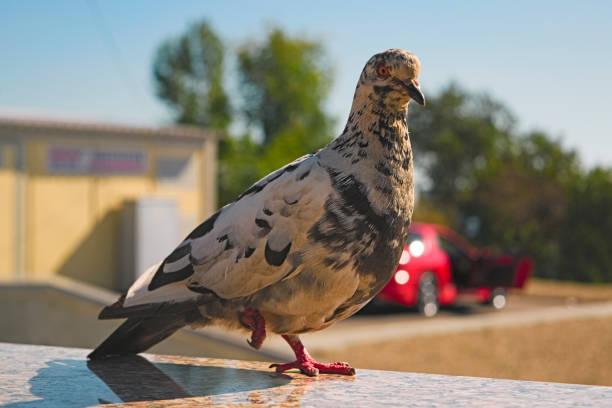 istock Pigeon stands on one leg on a blurred background 884560630