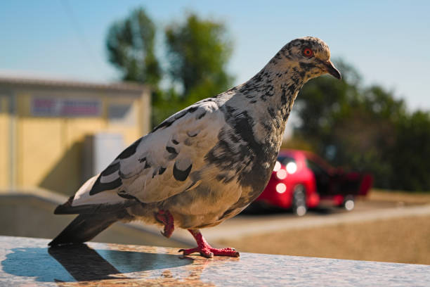 istock Pigeon stands on one leg on a blurred background 884560634