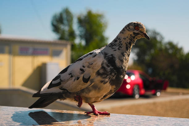 istock Pigeon stands on one leg on a blurred background 884560664