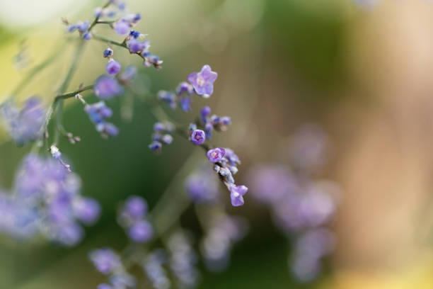 istock Be lavender Limonium vulgare 884561374