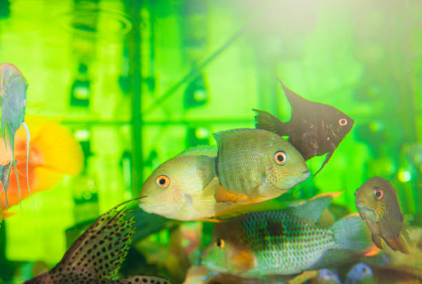 colorful aquarium fish swimming  in green water