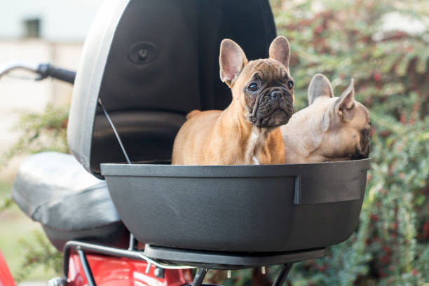 istock French Bulldog puppies 884564186