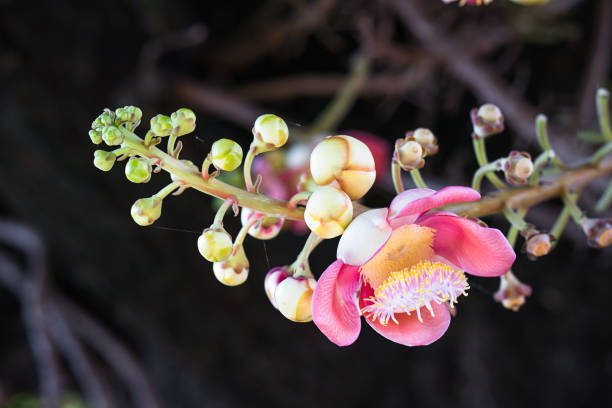 Close-up of Shorea robusta or Cannonball flower (Couroupita guianensis) on the tree