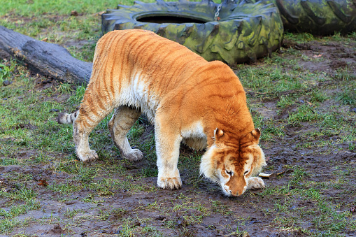 Liger Stock Photo - Download Image Now - Genetic Modification, Animal,  Tiger - iStock