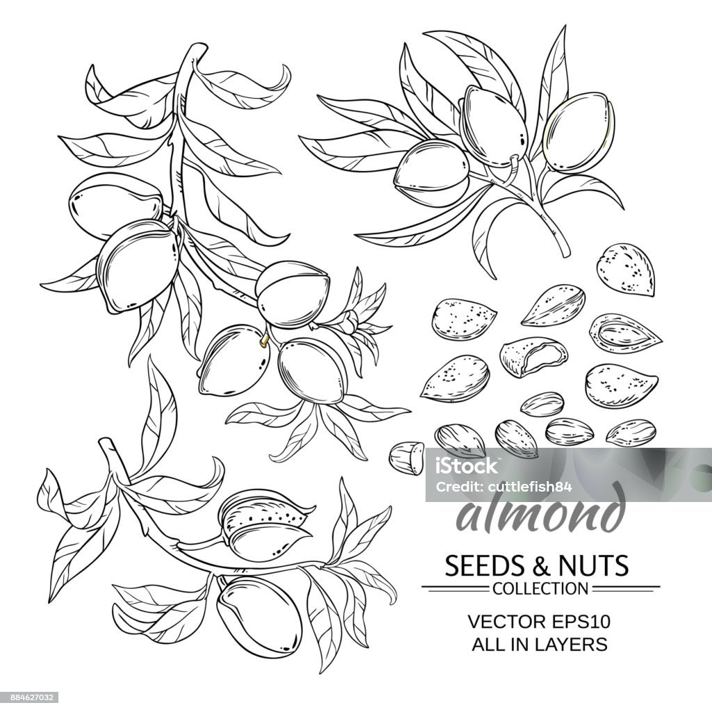 almond vector set almond branches vector set on white background Almond Tree stock vector
