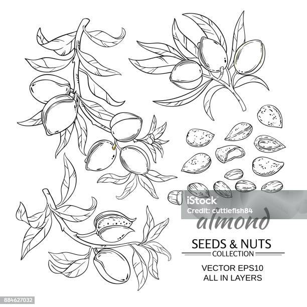 Almond Vector Set Stock Illustration - Download Image Now - Almond Tree, Almond, Line Art